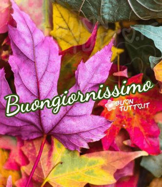 Immagini Buongiorno Autunnale Bellissime Foglie Dai Colori Autunnali 960X1110 1