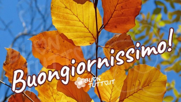 Immagini Buongiorno Autunnale Bellissime Foglie Faggio Cielo Azzurro 960X1110 1