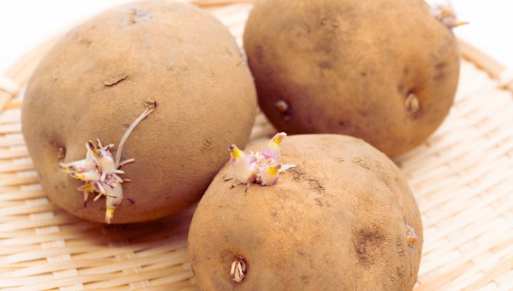 le patate diventano tossiche: attenzione