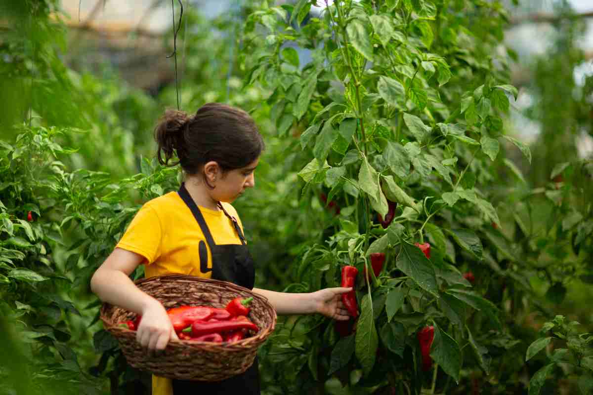 Agricoltori Talenti Verdi