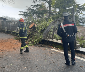 Albero Cade A Rocca Di Papa3A I