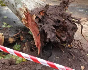 Anomala Caduta Di Un Albero A