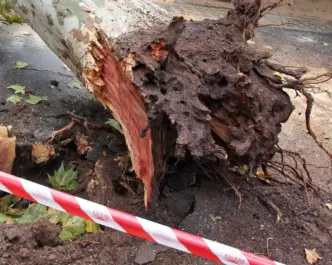 Anomala Caduta Di Un Albero A