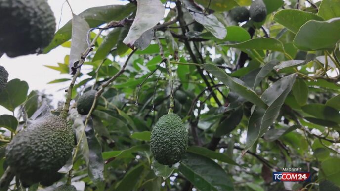 La Sicilia3A Giardino D27Europa